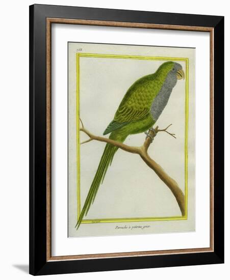 Monk Parakeet-Georges-Louis Buffon-Framed Giclee Print