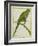 Monk Parakeet-Georges-Louis Buffon-Framed Giclee Print