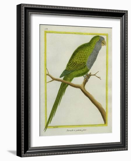 Monk Parakeet-Georges-Louis Buffon-Framed Giclee Print