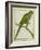 Monk Parakeet-Georges-Louis Buffon-Framed Giclee Print