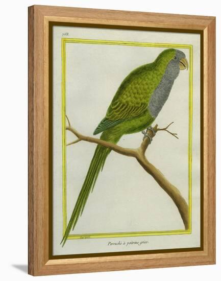 Monk Parakeet-Georges-Louis Buffon-Framed Premier Image Canvas