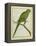 Monk Parakeet-Georges-Louis Buffon-Framed Premier Image Canvas