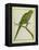 Monk Parakeet-Georges-Louis Buffon-Framed Premier Image Canvas