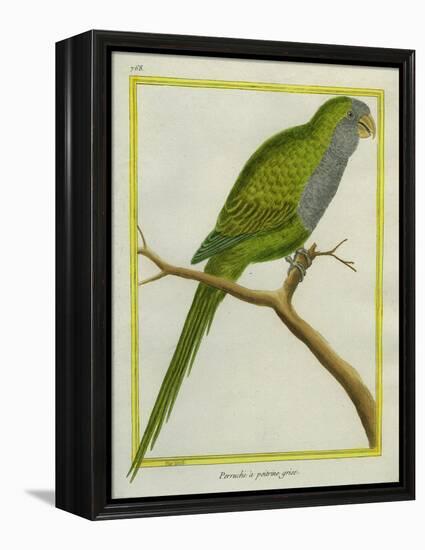 Monk Parakeet-Georges-Louis Buffon-Framed Premier Image Canvas