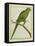 Monk Parakeet-Georges-Louis Buffon-Framed Premier Image Canvas