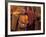 Monk with Alms Wok at That Luang Festival, Laos-Keren Su-Framed Photographic Print