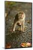 Monkey and Baby, Sacred Monkey Forest, Bali, Indonesia, Southeast Asia, Asia-Laura Grier-Mounted Photographic Print