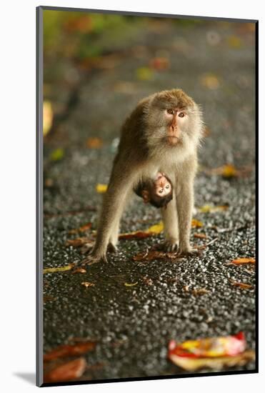 Monkey and Baby, Sacred Monkey Forest, Bali, Indonesia, Southeast Asia, Asia-Laura Grier-Mounted Photographic Print