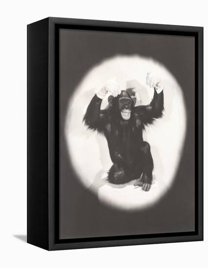 Monkey Doing an Al Jolson Imitation-null-Framed Stretched Canvas