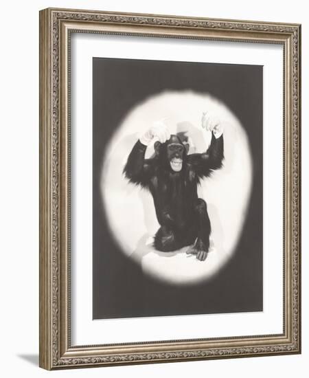 Monkey Doing an Al Jolson Imitation-null-Framed Photo