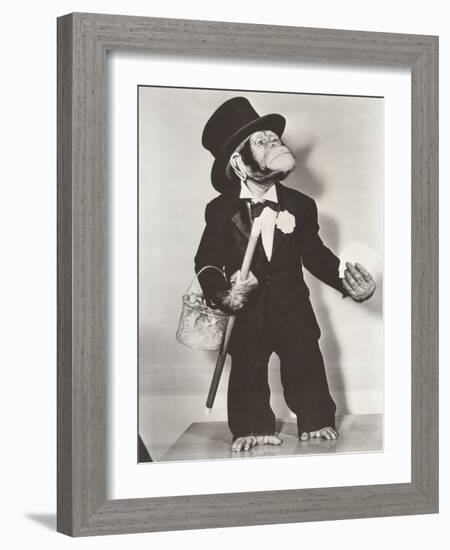 Monkey Dressed as a Groom-null-Framed Photo