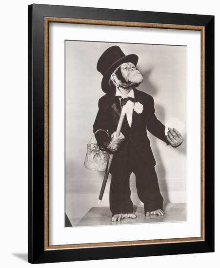 Monkey Dressed as a Groom-null-Framed Photo