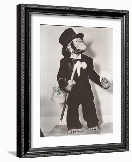 Monkey Dressed as a Groom-null-Framed Photo