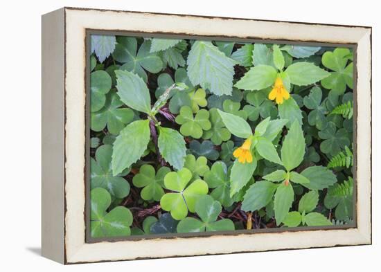 Monkey flowers growing wild in Redwood NP, California-Mallorie Ostrowitz-Framed Premier Image Canvas