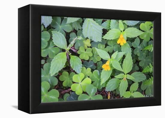 Monkey flowers growing wild in Redwood NP, California-Mallorie Ostrowitz-Framed Premier Image Canvas