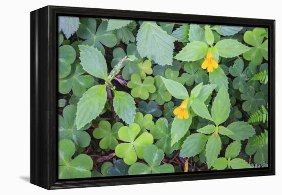 Monkey flowers growing wild in Redwood NP, California-Mallorie Ostrowitz-Framed Premier Image Canvas