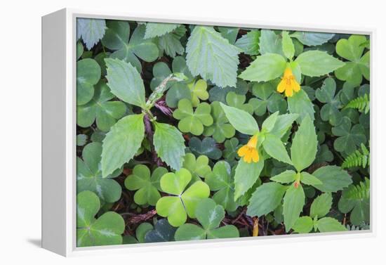 Monkey flowers growing wild in Redwood NP, California-Mallorie Ostrowitz-Framed Premier Image Canvas