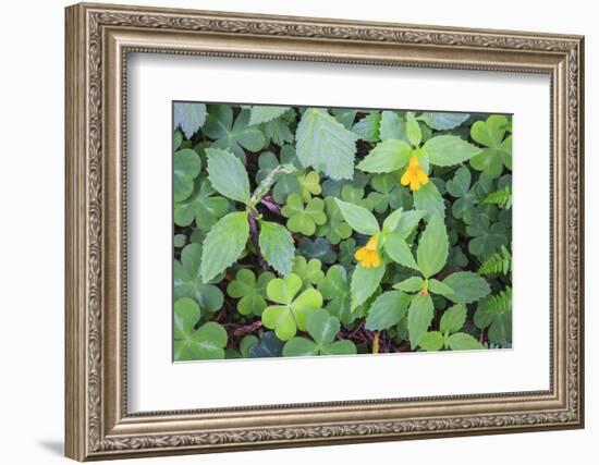 Monkey flowers growing wild in Redwood NP, California-Mallorie Ostrowitz-Framed Photographic Print