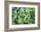 Monkey flowers growing wild in Redwood NP, California-Mallorie Ostrowitz-Framed Photographic Print