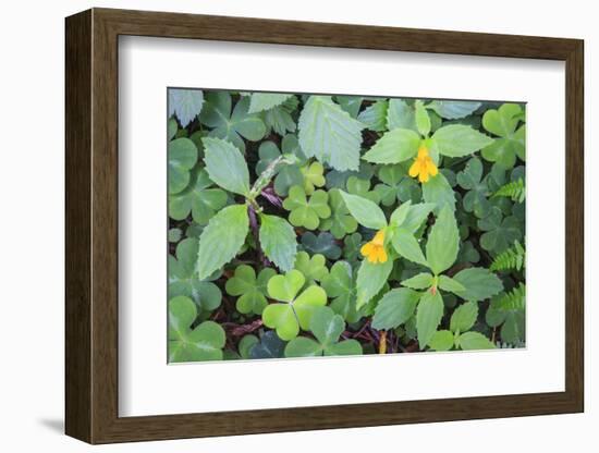 Monkey flowers growing wild in Redwood NP, California-Mallorie Ostrowitz-Framed Photographic Print