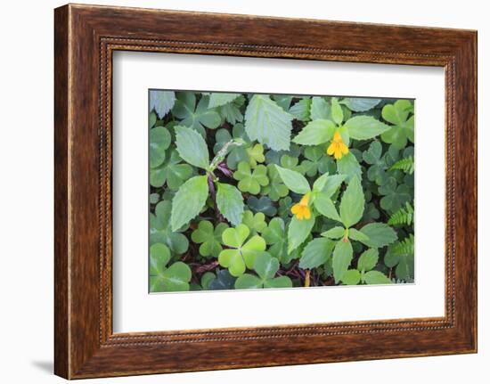 Monkey flowers growing wild in Redwood NP, California-Mallorie Ostrowitz-Framed Photographic Print