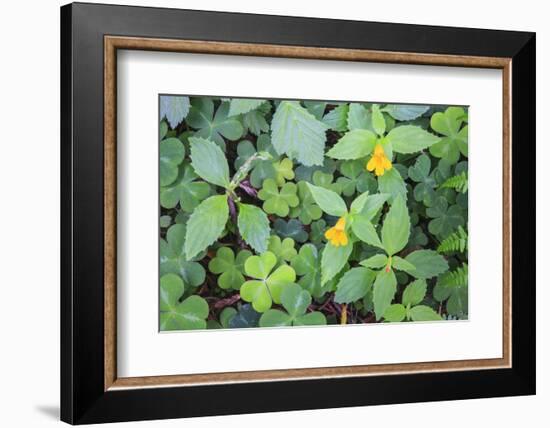 Monkey flowers growing wild in Redwood NP, California-Mallorie Ostrowitz-Framed Photographic Print