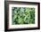 Monkey flowers growing wild in Redwood NP, California-Mallorie Ostrowitz-Framed Photographic Print