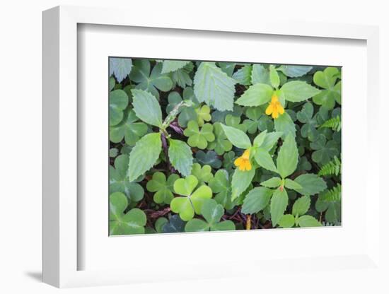 Monkey flowers growing wild in Redwood NP, California-Mallorie Ostrowitz-Framed Photographic Print