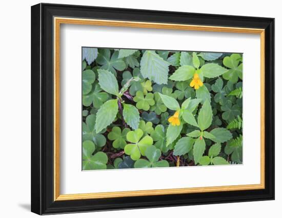 Monkey flowers growing wild in Redwood NP, California-Mallorie Ostrowitz-Framed Photographic Print