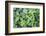 Monkey flowers growing wild in Redwood NP, California-Mallorie Ostrowitz-Framed Photographic Print