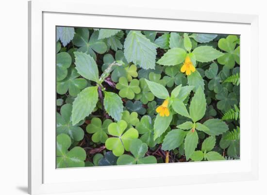 Monkey flowers growing wild in Redwood NP, California-Mallorie Ostrowitz-Framed Photographic Print