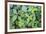 Monkey flowers growing wild in Redwood NP, California-Mallorie Ostrowitz-Framed Photographic Print