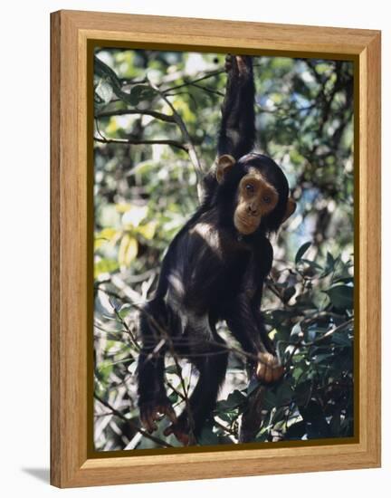 Monkey Hanging from a Tree Branch-Nigel Pavitt-Framed Premier Image Canvas