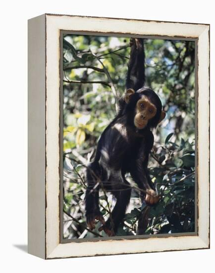 Monkey Hanging from a Tree Branch-Nigel Pavitt-Framed Premier Image Canvas