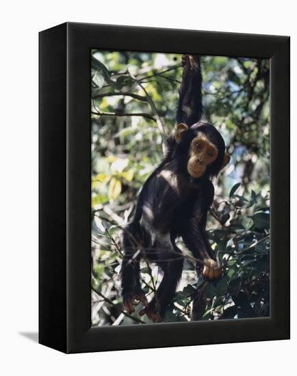 Monkey Hanging from a Tree Branch-Nigel Pavitt-Framed Premier Image Canvas