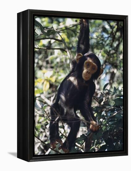 Monkey Hanging from a Tree Branch-Nigel Pavitt-Framed Premier Image Canvas