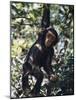 Monkey Hanging from a Tree Branch-Nigel Pavitt-Mounted Photographic Print