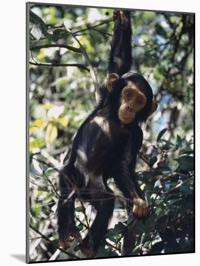 Monkey Hanging from a Tree Branch-Nigel Pavitt-Mounted Photographic Print