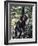 Monkey Hanging from a Tree Branch-Nigel Pavitt-Framed Photographic Print