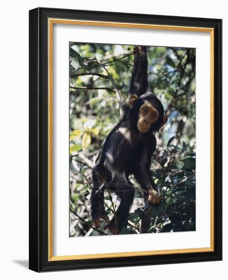 Monkey Hanging from a Tree Branch-Nigel Pavitt-Framed Photographic Print