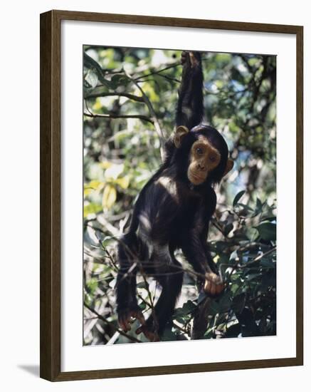 Monkey Hanging from a Tree Branch-Nigel Pavitt-Framed Photographic Print