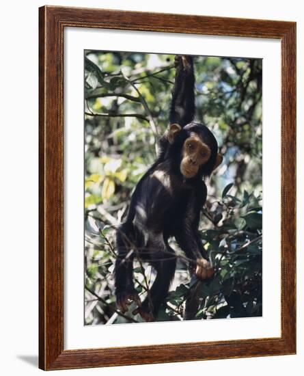 Monkey Hanging from a Tree Branch-Nigel Pavitt-Framed Photographic Print