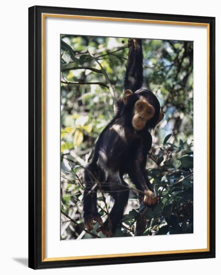 Monkey Hanging from a Tree Branch-Nigel Pavitt-Framed Photographic Print