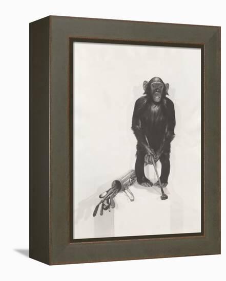 Monkey Holding a Golf Club-null-Framed Stretched Canvas