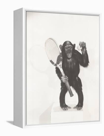 Monkey Holding a Tennis Racket and Ball-null-Framed Stretched Canvas