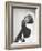 Monkey in Coonskin Cap Deep in Thought-null-Framed Photo