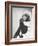 Monkey in Coonskin Cap Deep in Thought-null-Framed Photo