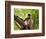 Monkey in Jungle of Ranthambore National Park, Rajasthan, India-Bill Bachmann-Framed Photographic Print