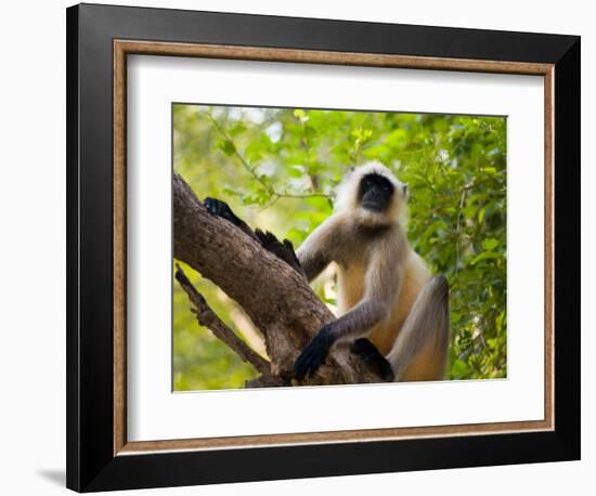 Monkey in Jungle of Ranthambore National Park, Rajasthan, India-Bill Bachmann-Framed Photographic Print