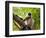 Monkey in Jungle of Ranthambore National Park, Rajasthan, India-Bill Bachmann-Framed Photographic Print